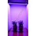 Искусственная подсветка для растений на базе светодиодов SMD 5630 "Мимоза", гарантийное обслуживание - 1 год