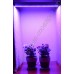 Искусственная подсветка для растений на базе светодиодов SMD 5630 "Мимоза", гарантийное обслуживание - 1 год