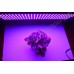 LED grow панель "Поллукс" для выращивания рассады, цветов, комнатных растений, гарантийное обслуживание - 1 год