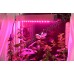 Мини фитосветильник для парников, досветки растений и выращивания рассады «Маркаб», гарантийное обслуживание - 1 год
